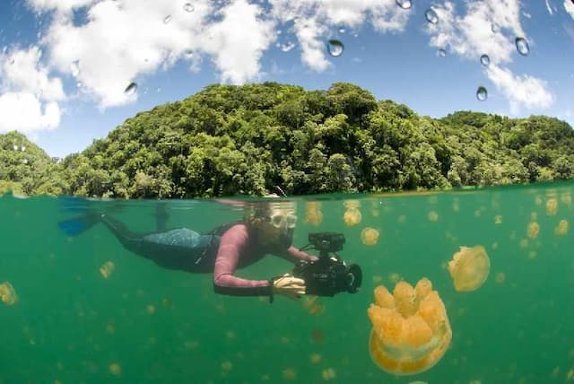 Berburu Foto Bawah Air yang Unik Bersama Ubur-Ubur di Danau Kakaban