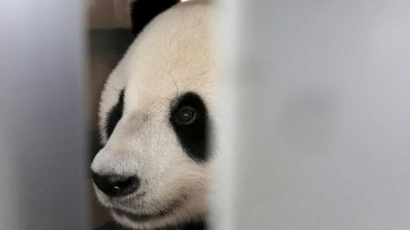 Panda Mati Mendadak di Thailand, China Curiga