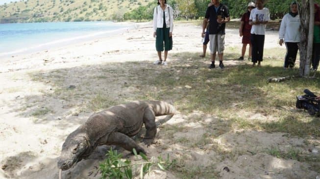 Status Pulau Komodo Ditutup Belum Jelas, Travel Bingung Jual Paket Wisata