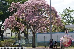 Bunga sakura mekar di kebun raya Cibodas