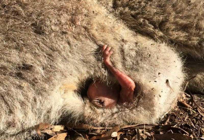  Merinding! Dari Perut Kanguru Mati Ini Muncul Lambaian Tangan 