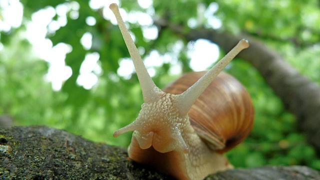  Lendir Siput Dalam Kosmetik Ternyata Tak Banyak Manfaat