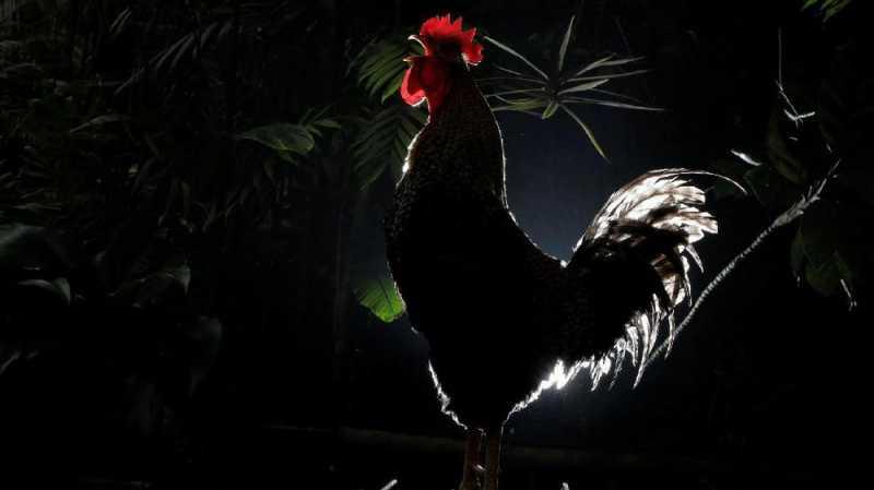 Kecewa Performa Pelatih, Suporter Lempar Ayam ke Lapangan