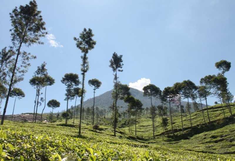  Kampung Teh, Akan Jadi Objek Wisata Baru di Bengkulu 