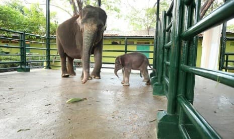 Bayi Gajah di KBS Diberi Nama Dumbo 