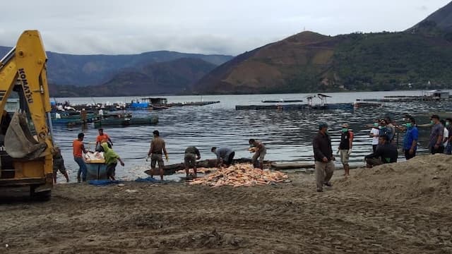 Kualitas Air Buruk, Ratusan Ton Ikan di Samosir Mati