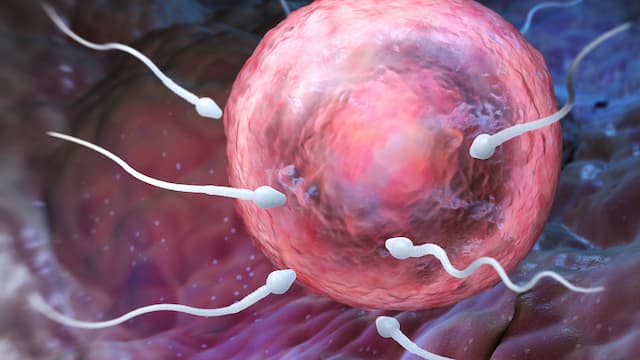 Peneliti Temukan Rahasia di Balik Ekor Sel Sperma Manusia