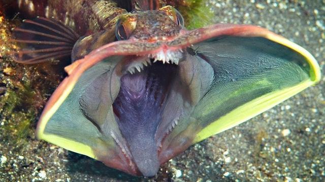 Begini Wajah Ikan ‘Paling Buruk Rupa’ Menurut Literatur Ilmiah