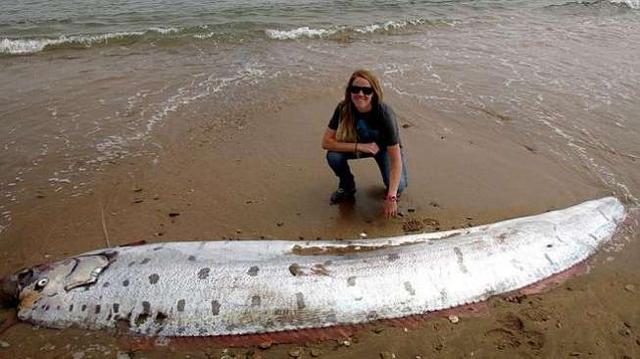 Ikan Laut Dalam Ditemukan Terdampar di Jepang, Pertanda Tsunami?