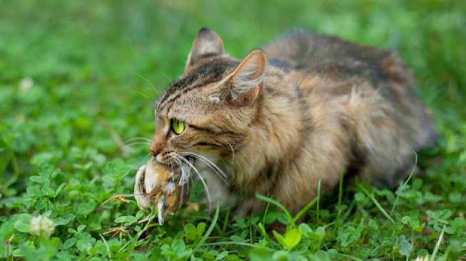 Tak Mau Kehilangan, Pria Ini Rela Bayar Ratusan Juta Hidupkan Kucing Mati