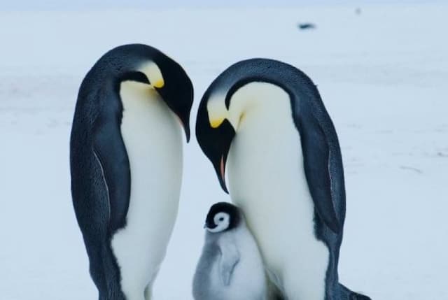 Koloni 1,5 Juta Penguin Ditemukan di Area Antartika