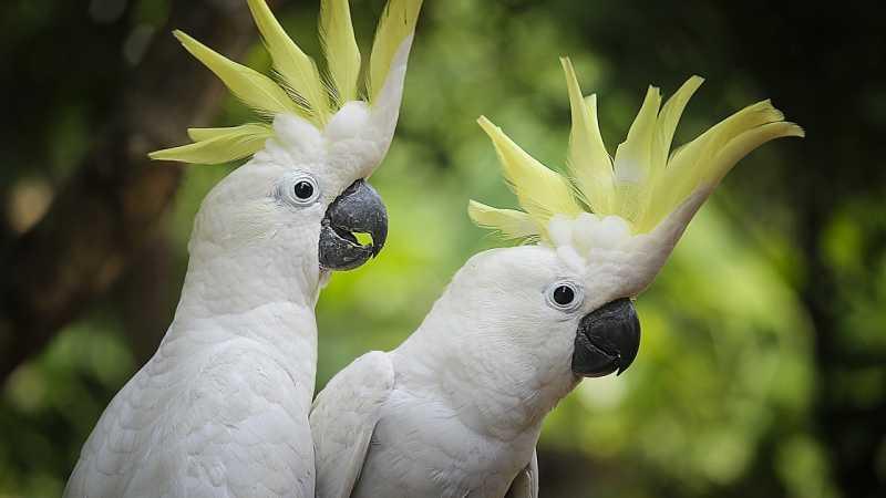 Ulah Burung Kakaktua Bikin Internet Melambat di Australia