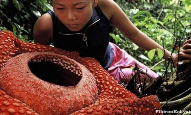 10 Fakta tentang Rafflesia arnoldii, Bunga Langka Berbau Busuk