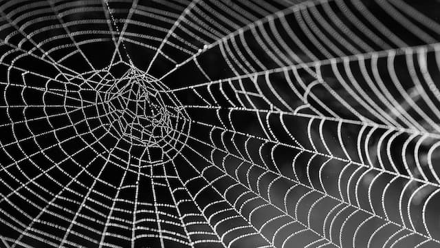 Jaring Laba-laba Black Widow Bisa Dipakai untuk Bangun Jembatan