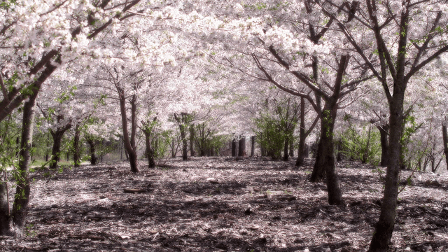 Ajaib, Bunga Sakura di Jepang Mekar pada Musim Gugur