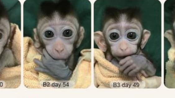 Anak Monyet Hasil Kloning Lahir di China