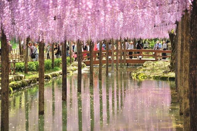 <i>Gak</i> Cuma Sakura, Bunga ini Juga Mempercantik Jepang