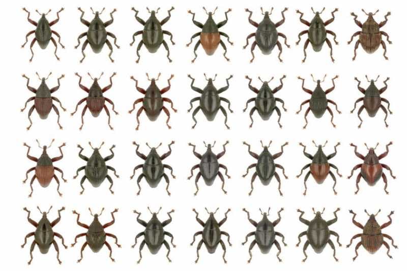 Kumbang Moncong 'Gundala Putra Petir' dan 'Star Wars' Ditemukan di Sulawesi