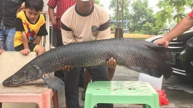 Heboh, Ikan Predator dari Sungai Amazon Masuk Jawa Timur