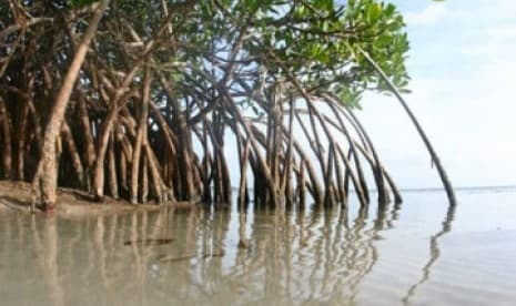 Pesona Pantai Hutan Mangrove Desa Tasik di Kubu Raya